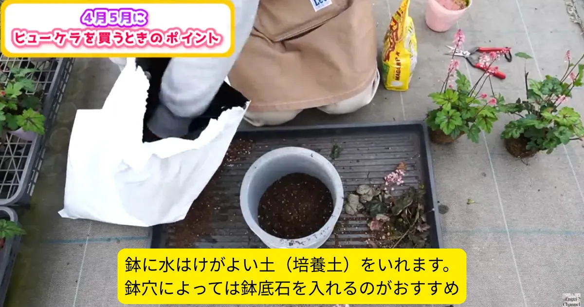 4月・5月に購入したヒューケラ苗の植え付けポイント ～ヒューケラ・ヒューケレラ・ティアレア～