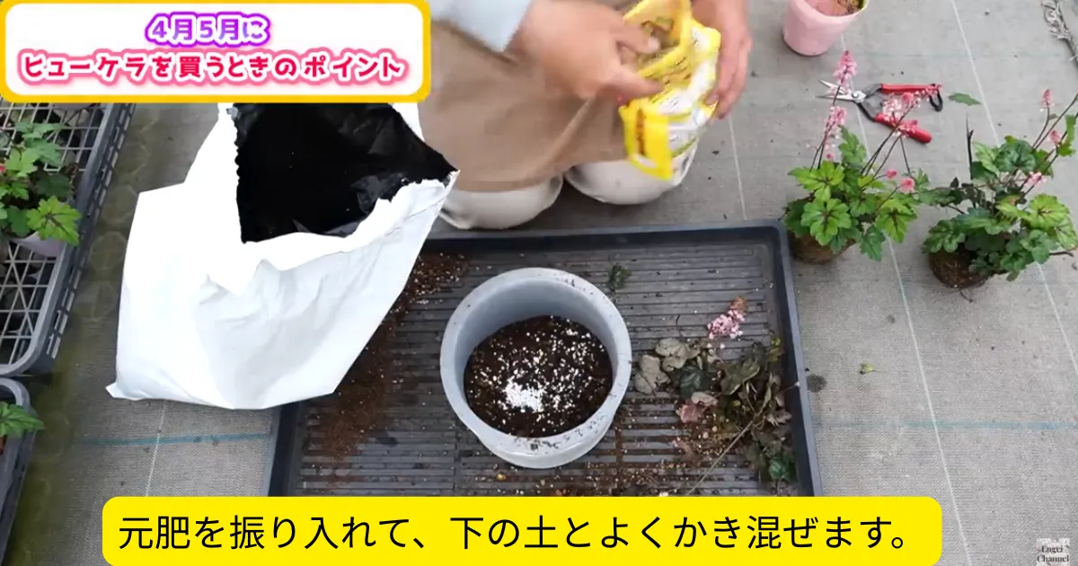 4月・5月に購入したヒューケラ苗の植え付けポイント ～ヒューケラ・ヒューケレラ・ティアレア～