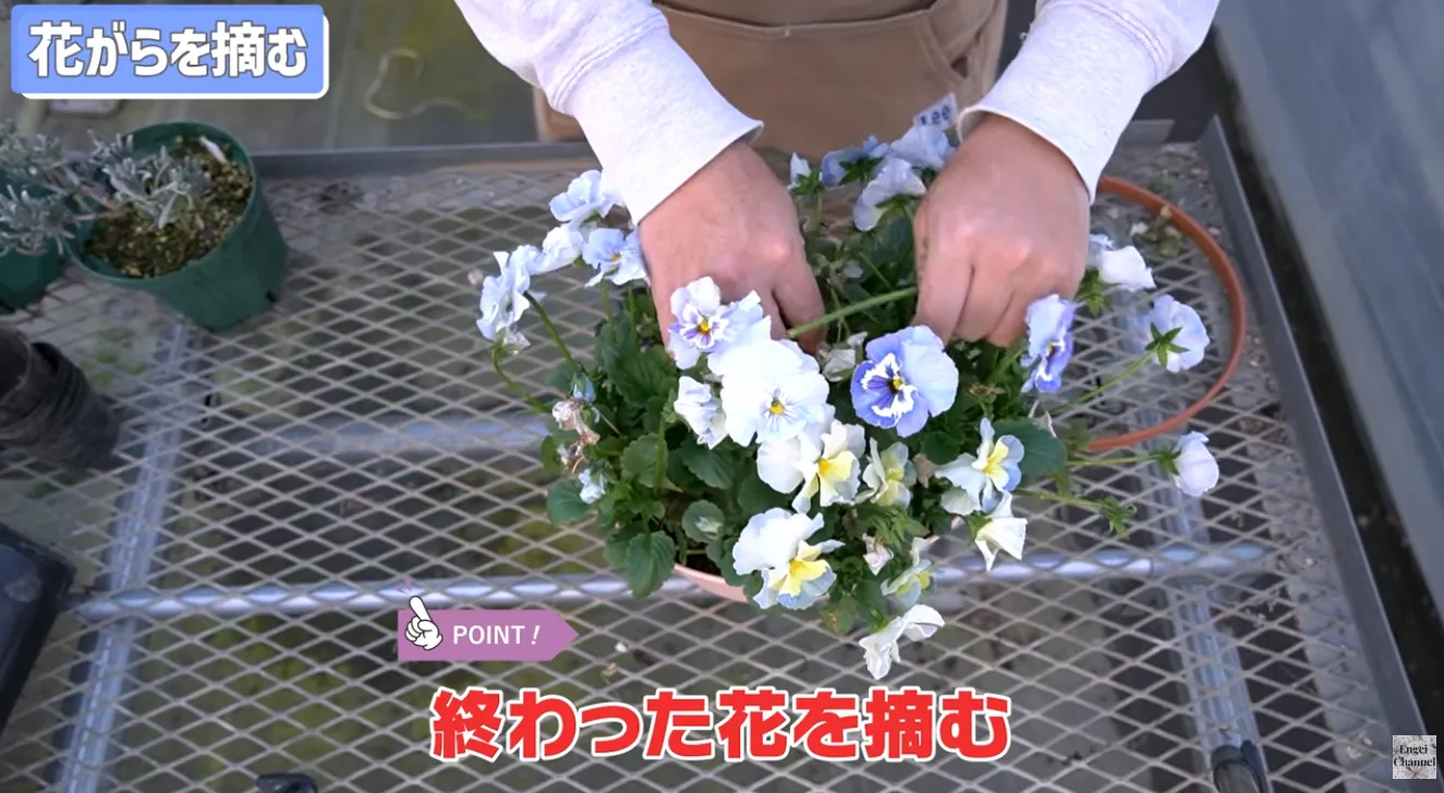 パンジー・ビオラ春