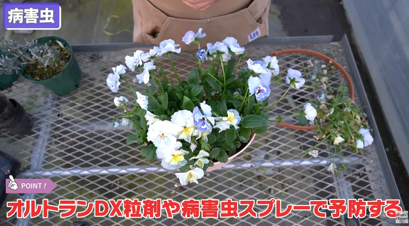 パンジー・ビオラ春