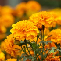 マリーゴールド