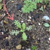 ネモフィラ　苗