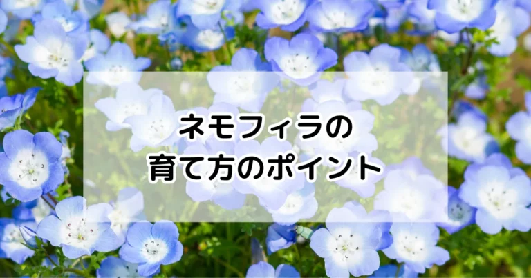 ネモフィラの育て方