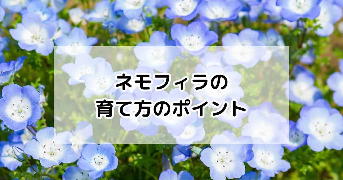 ネモフィラの育て方