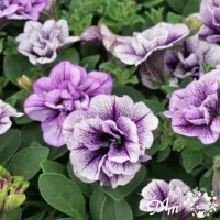 ペチュニア　八重咲き苗