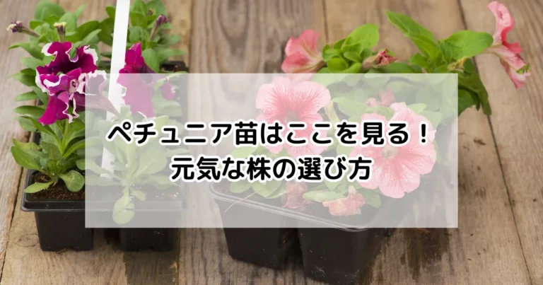 ペチュニア苗はここを見る！元気な株の選び方