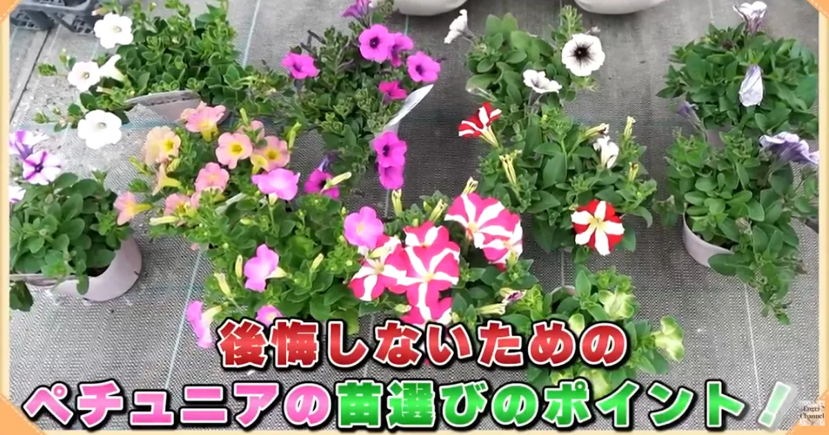 ペチュニア苗はここを見る！元気な株の選び方