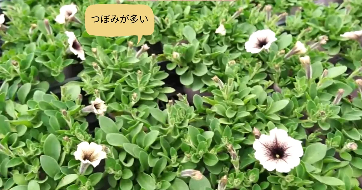 ペチュニア苗はここを見る！元気な株の選び方