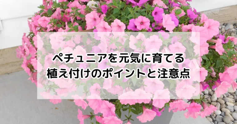 ペチュニアの植え付け