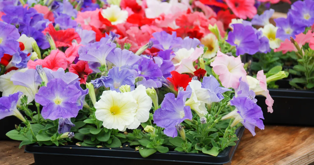 ペチュニアの植え付け