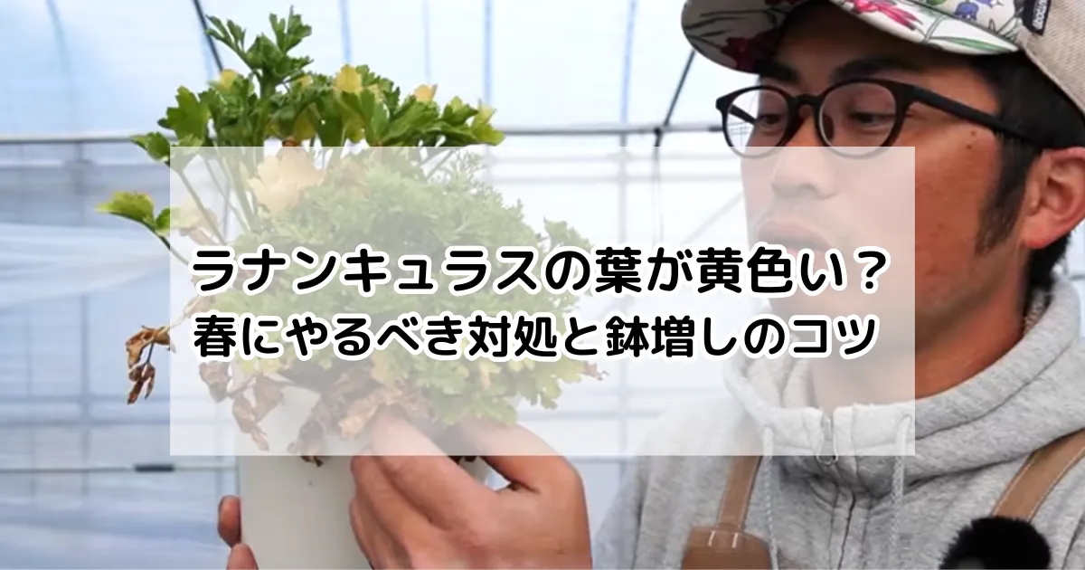 ラナンキュラスの葉が黄色い？春にやるべき対処と鉢増しのコツ