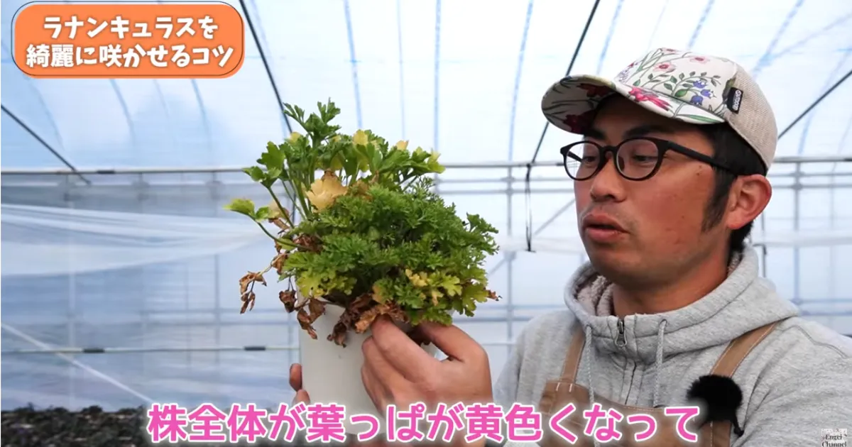 ラナンキュラスの葉が黄色い？春にやるべき対処と鉢増しのコツ