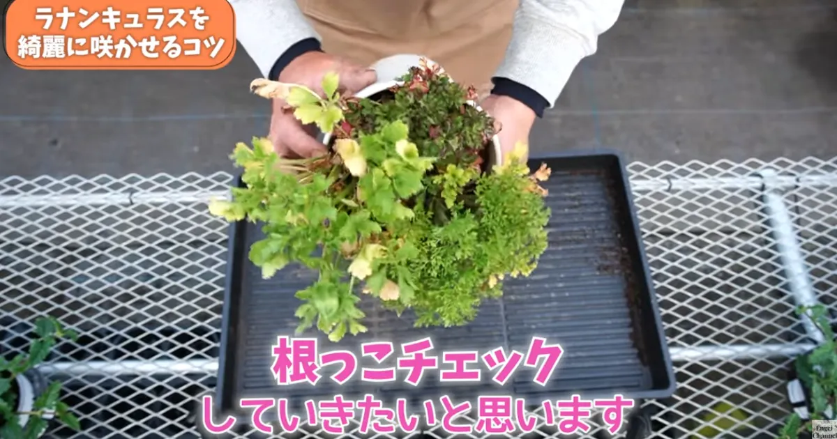 ラナンキュラスの葉が黄色い？春にやるべき対処と鉢増しのコツ