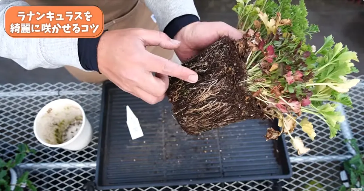 ラナンキュラスの葉が黄色い？春にやるべき対処と鉢増しのコツ