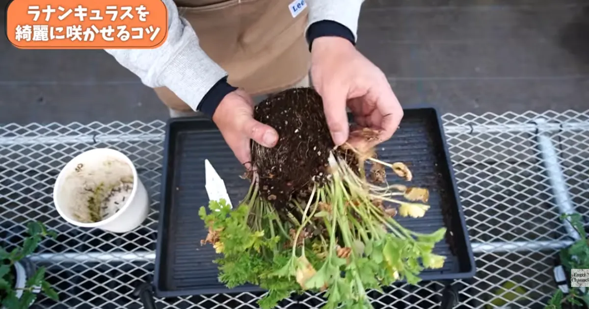 ラナンキュラスの葉が黄色い？春にやるべき対処と鉢増しのコツ