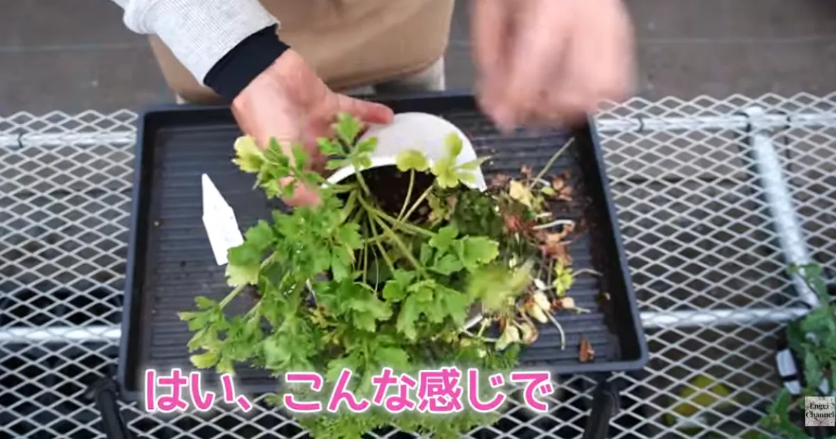 ラナンキュラスの葉が黄色い？春にやるべき対処と鉢増しのコツ