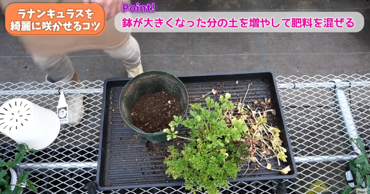 ラナンキュラスの葉が黄色い？春にやるべき対処と鉢増しのコツ