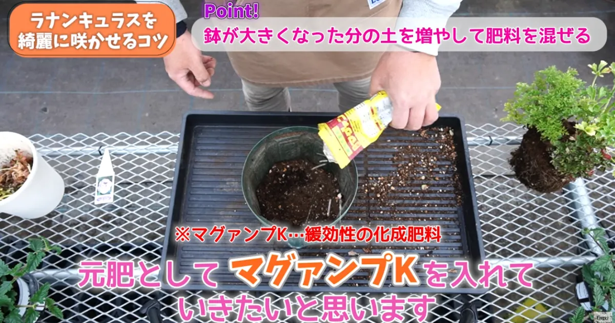 ラナンキュラスの葉が黄色い？春にやるべき対処と鉢増しのコツ