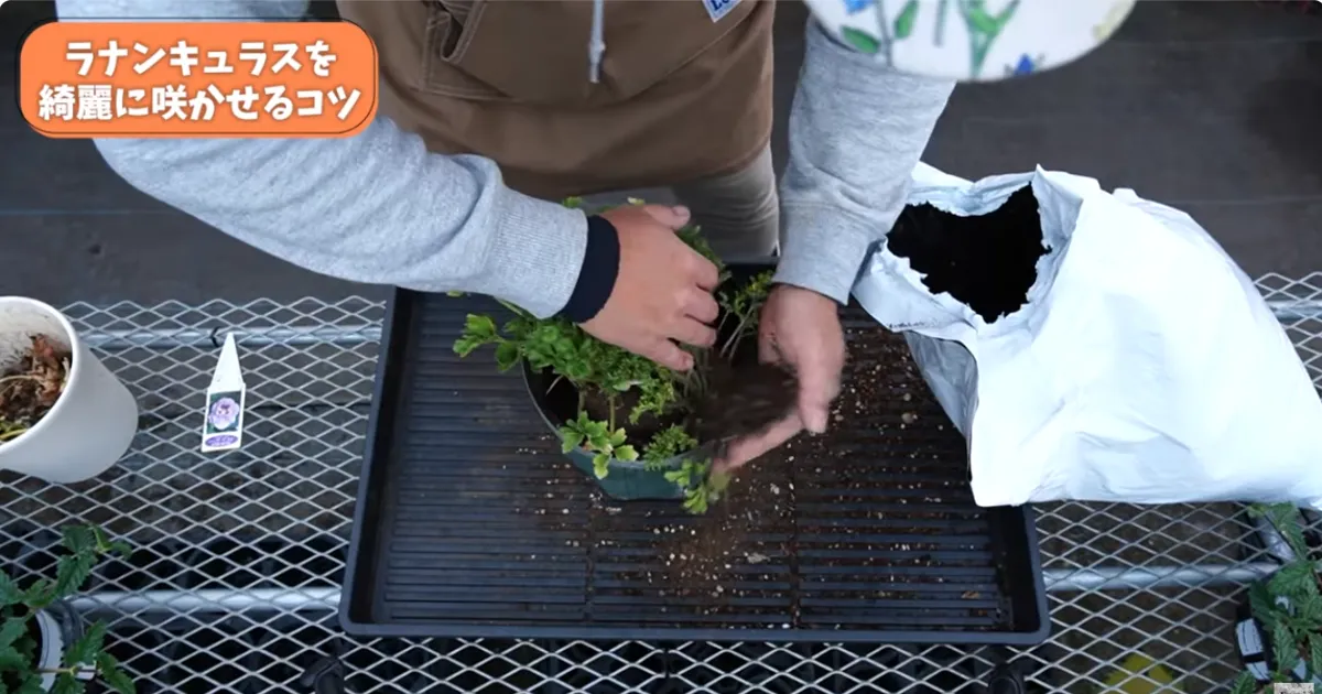 ラナンキュラスの葉が黄色い？春にやるべき対処と鉢増しのコツ