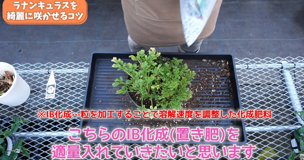 ラナンキュラスの葉が黄色い？春にやるべき対処と鉢増しのコツ