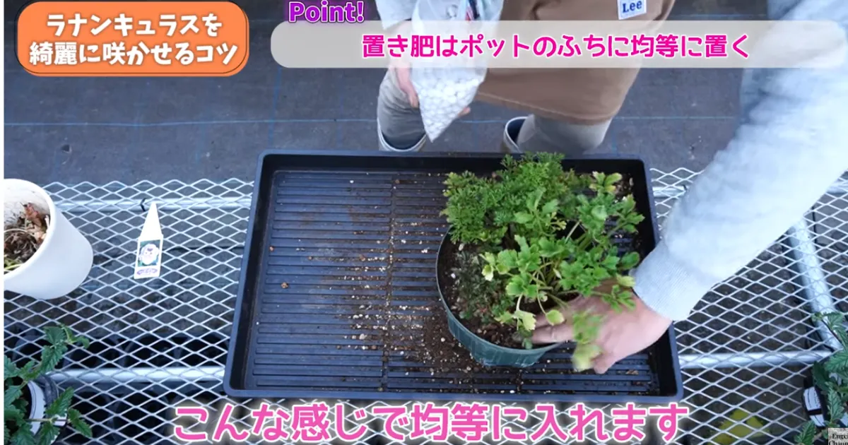 ラナンキュラスの葉が黄色い？春にやるべき対処と鉢増しのコツ