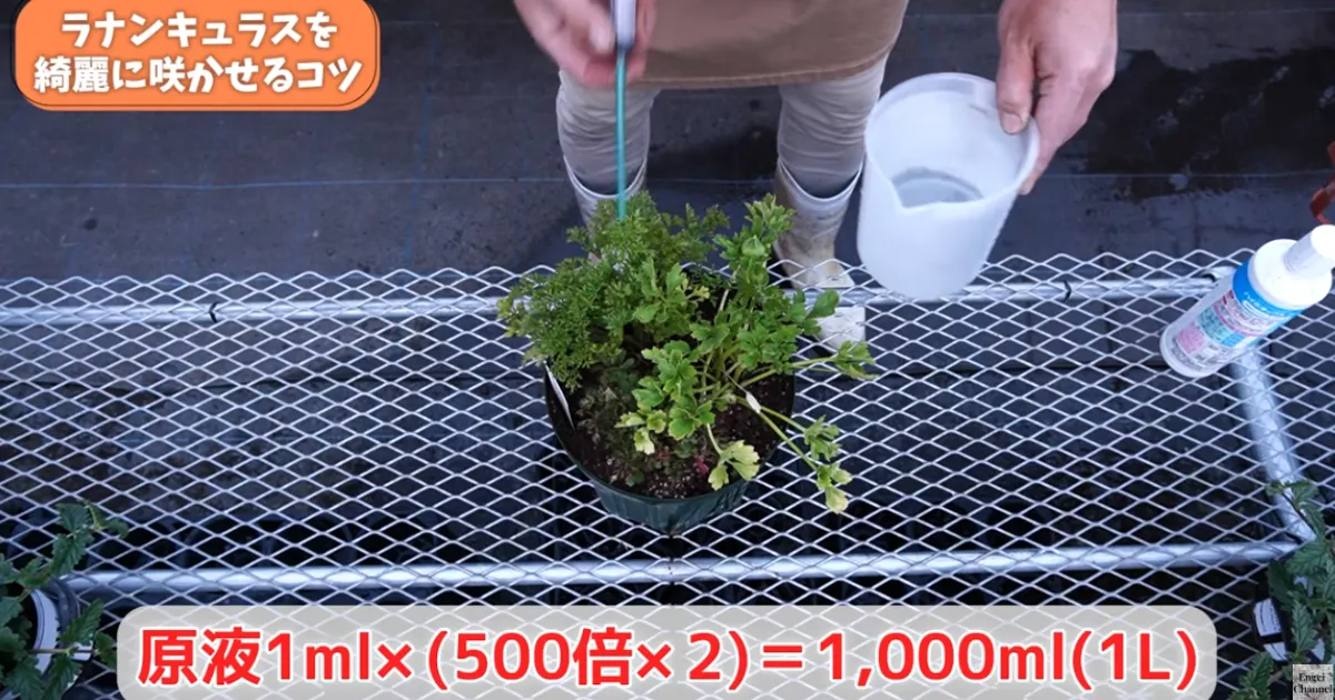 ラナンキュラスの葉が黄色い？春にやるべき対処と鉢増しのコツ