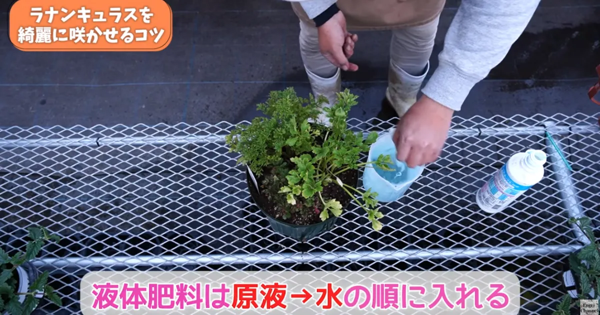 ラナンキュラスの葉が黄色い？春にやるべき対処と鉢増しのコツ