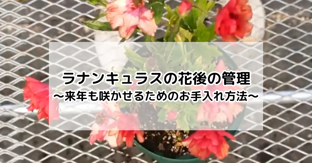 ラナンキュラス　花後の管理