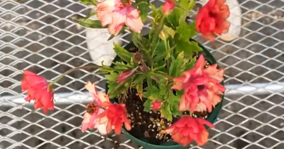 ラナンキュラス　花後の管理