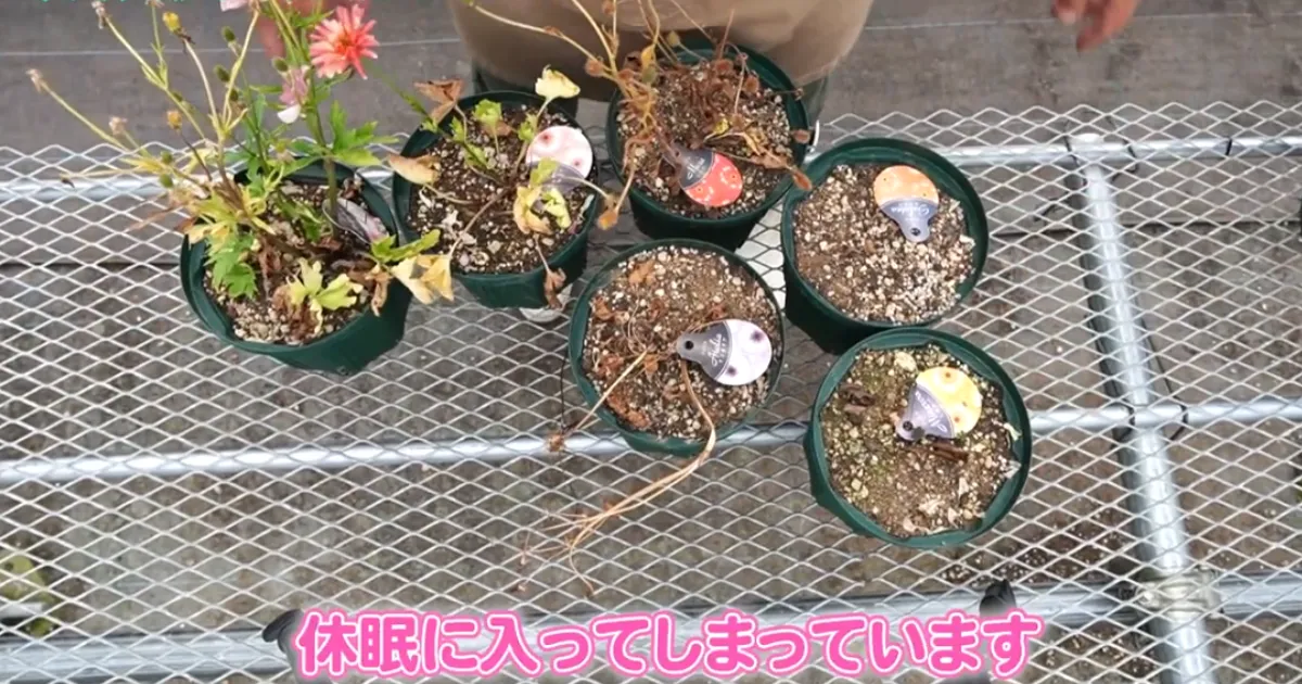 ラナンキュラス　花後の管理