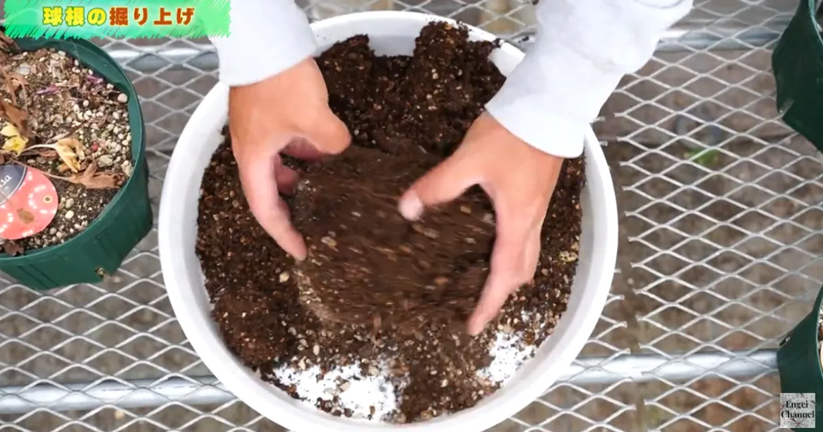 ラナンキュラス　花後の管理