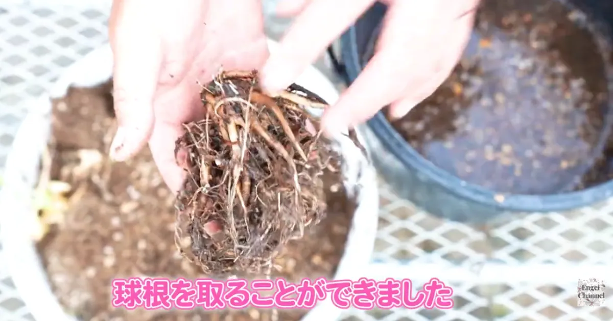 ラナンキュラス　花後の管理　球根