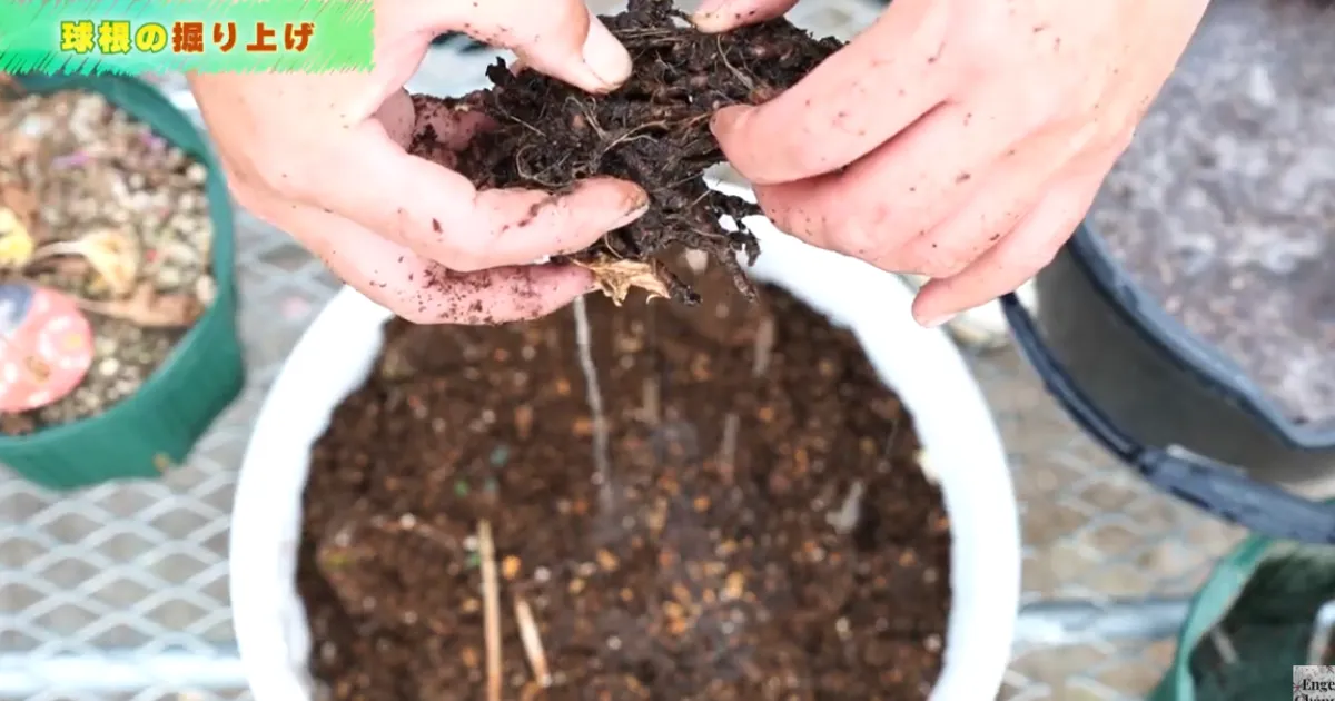ラナンキュラス　花後の管理　球根