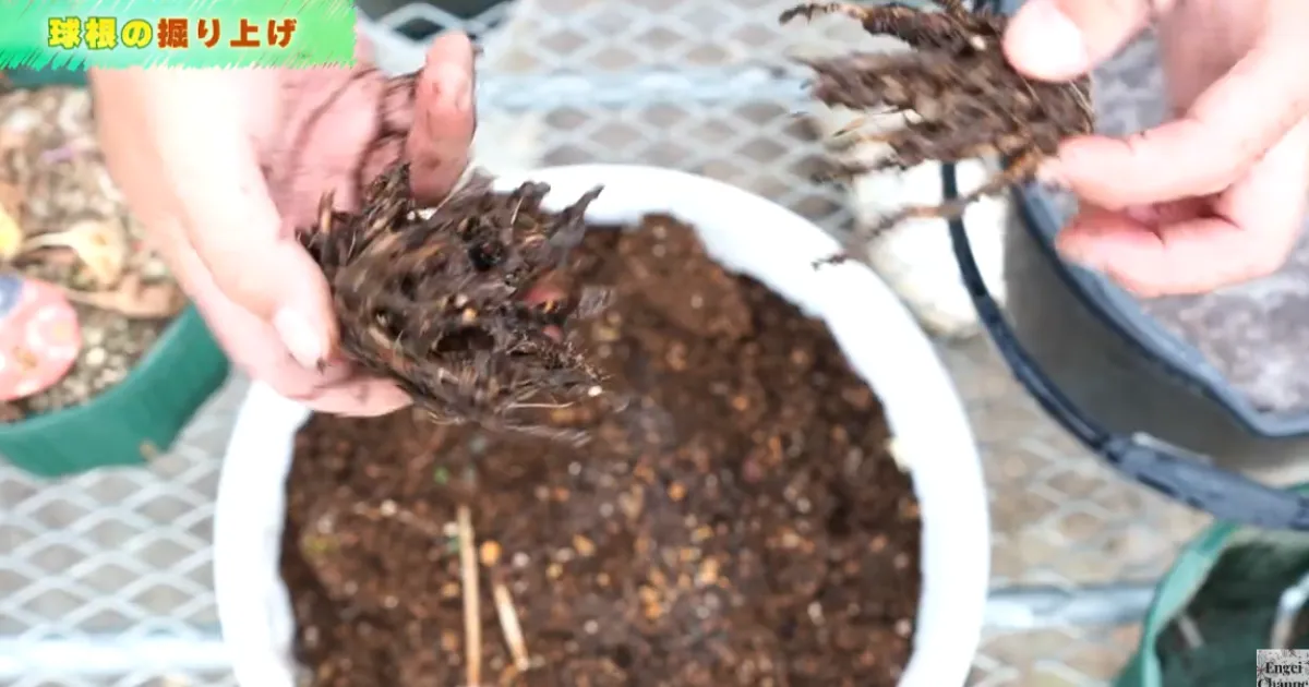ラナンキュラス　花後の管理　球根