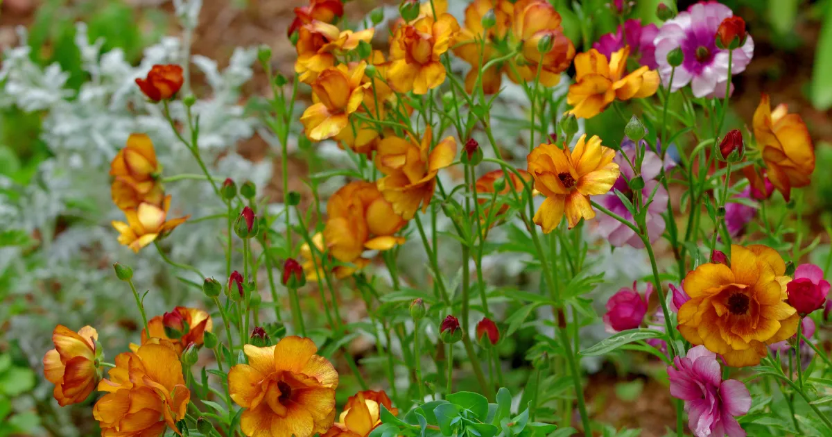 ラナンキュラス　