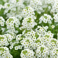 スイートアリッサム