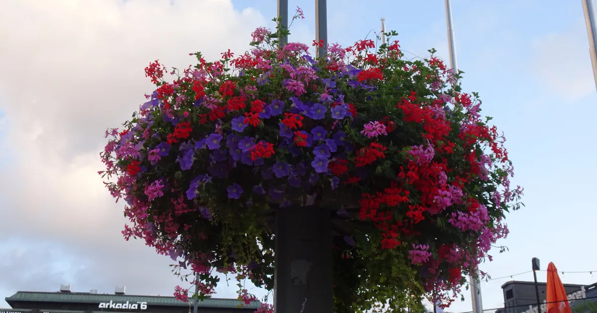 花のある風景　フィンランド