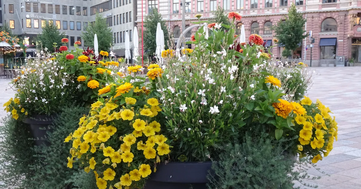 花のある風景　フィンランド