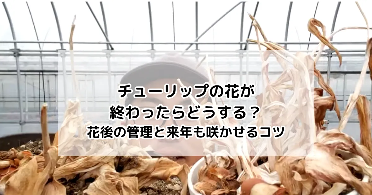 チューリップ　花後