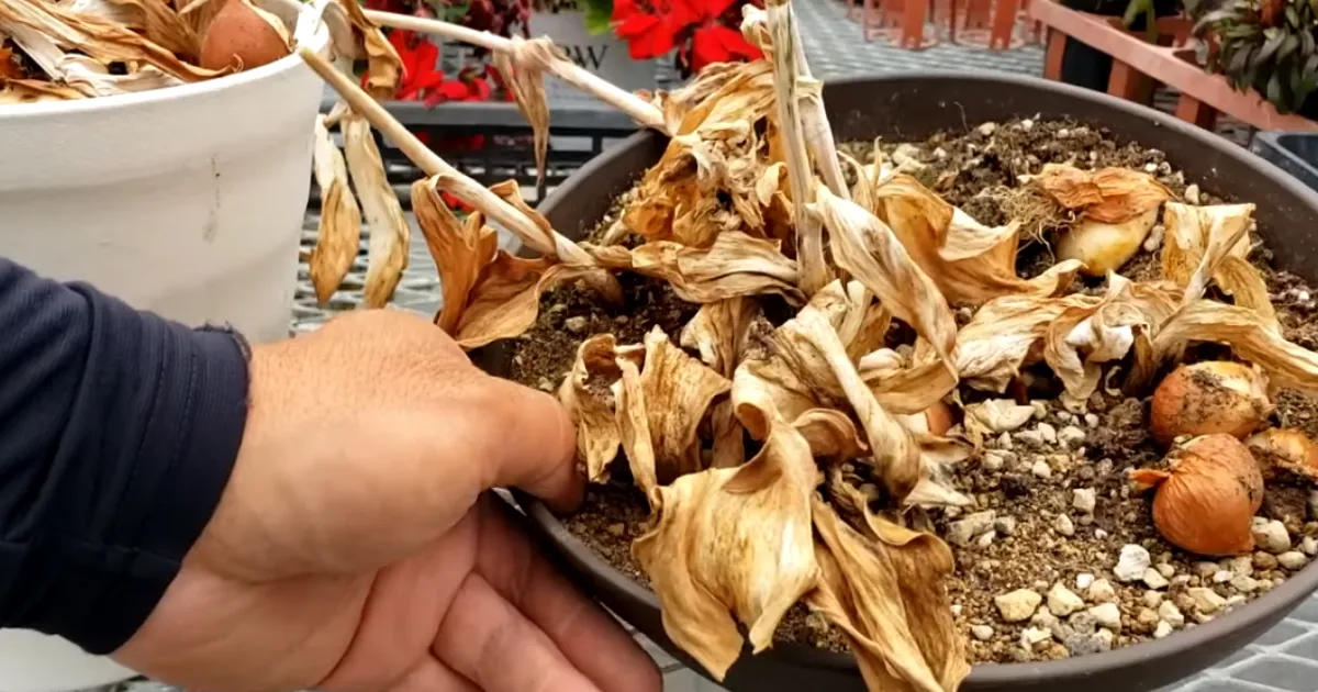 チューリップ球根　花後