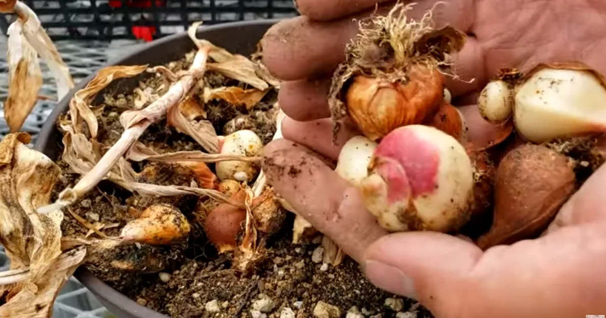 チューリップ球根　花後