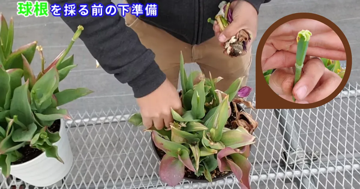 チューリップ　花後