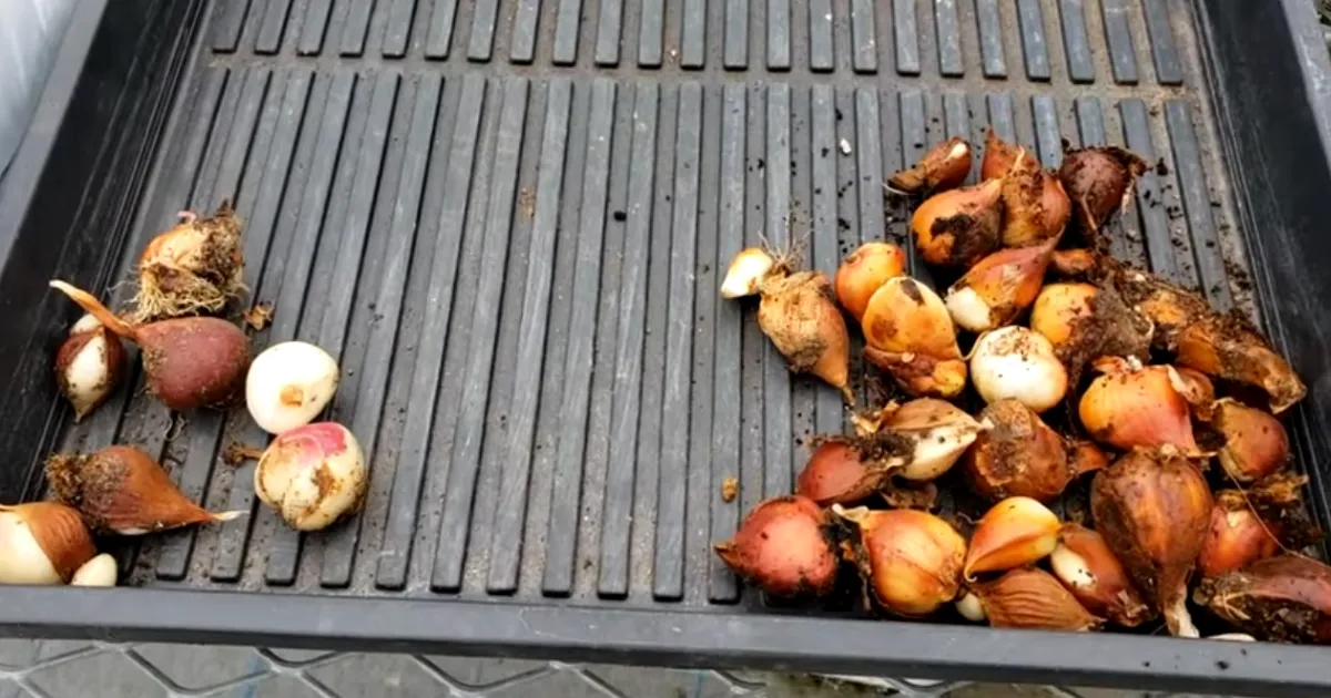 チューリップ球根　花後