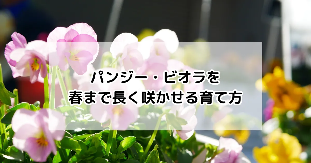 パンジー、ビオラ