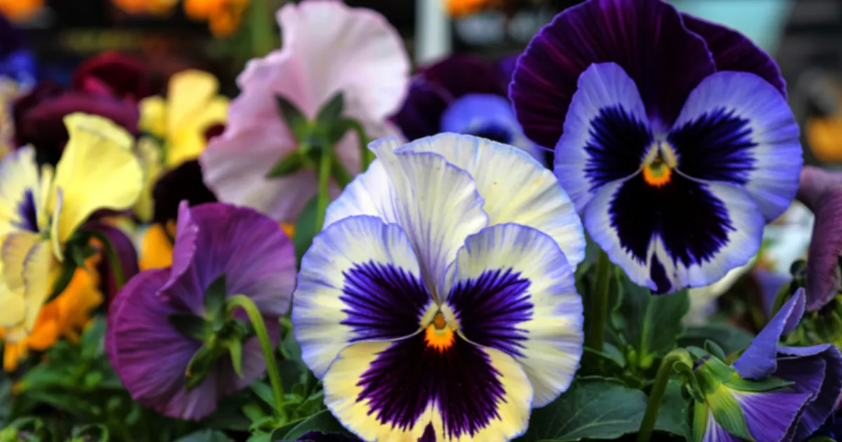 パンジー、ビオラ
