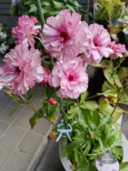 レビュー投稿画像