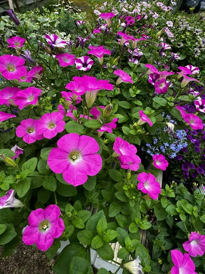 レビュー投稿画像