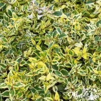 アベリア　ホープレイズ