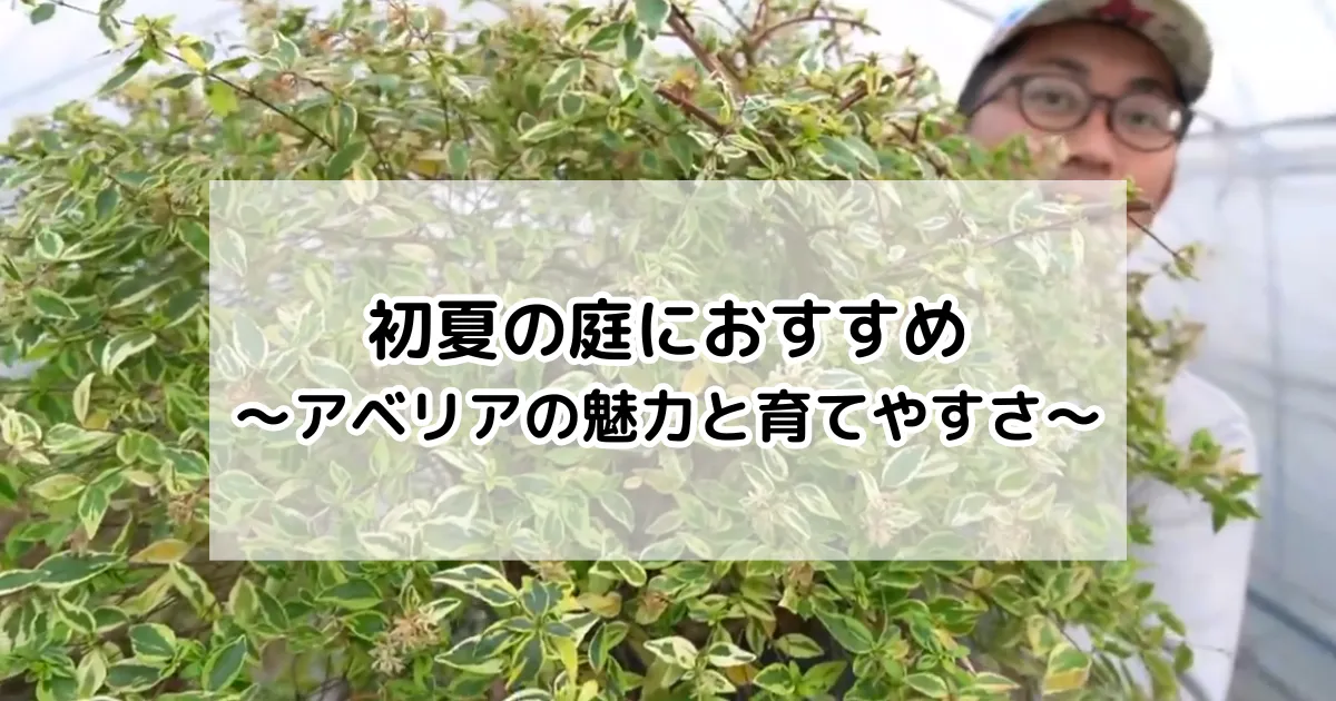 アベリアの魅力