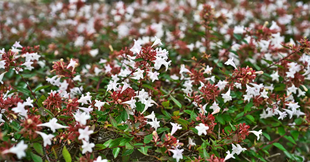 アベリアの魅力